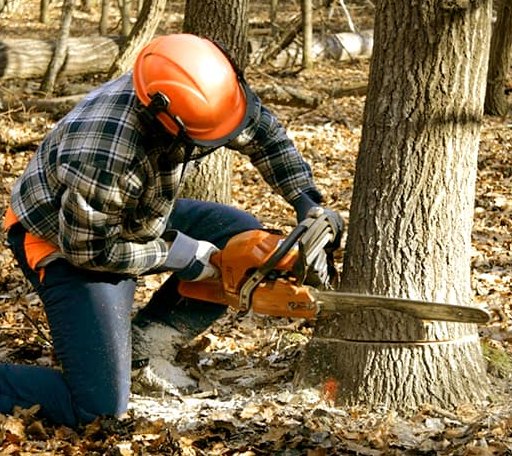 Tree Removal in Hornitos, CA